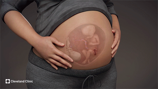 Twin to twin procedure animation